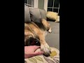 Cute German Shepherd growls holding hands.