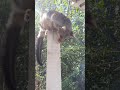 possum in my backyard