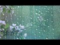 Light Rain, Rain Drops and Distant Thunder Ambient Sounds For Deep Sleep, Focus and Relax (1 Hour)