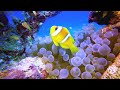 The Best Video 4K ULTRA HD - Discover the best of marine life - Relaxing piano music