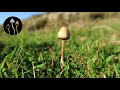 Complete guide to identifying liberty cap mushrooms | Ideal for beginners