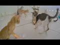 ❤️ Cute and funny animals video compilation 😅 Funny Animal Moments 2024 😂😆