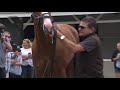 Justify at Louisville's Churchill Downs after Triple Crown win