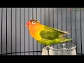 Fighter's Lovebird Fishing Types Ngekek, LB Makes Long Songs to Lure Preschool Lovebirds PART 16