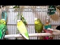 157 Min Budgies Chirping, Happy Parakeets Sounds From Summer Heat