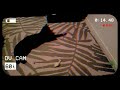 Random Cat Video [Part 4]