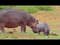 CUTE BABY ANIMALS 4K | FUR FRIENDS | Eliminates All Stress and Negativity with Relaxing Music