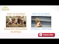 TOP 10 CUTEST BOXER PUPPY VIDEOS OF ALL TIME