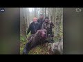 A HUNT like nothing you've ever seen before: 5 Wolves and 6 Bears in one single video.