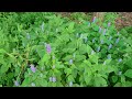 Complete Guide to Anise Hyssop - Grow/Care/Germination/Uses