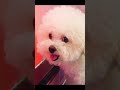 2024 Chó Phốc Sóc Mini 😍 Funny and Cute Pomeranian 😺🐶 | cute animals76.6