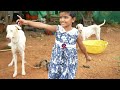 500/- முதல் ராஜபாளையம் நாய்களா!! Cutest Rajapalayam Puppies