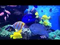 Aquarium 4K VIDEO (ULTRA HD) 🐠 Beautiful Coral Reef Fish - Relaxing Sleep Meditation Music #3