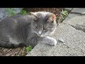 4k cat video with nexus 6