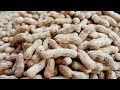 How to Plant Peanuts to Be Fruitful