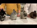 Best of Breed Netherland Dwarf | England's National Show