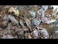 Kepiting Sungai dan Suara air