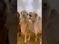 Camels eat potatoes and try camels for the first time New Farmers Plan 2024 Agriculture, Rural Affa