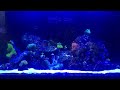 My Aquarium in 1080p 60fps