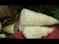 Giant bamboo shoots. Harvest cooking and storage. Robert | Green forest life