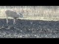 Minnesota deer hunt 2014 (the 8 point buck)