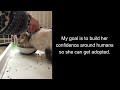 A stray cat's second chance (maybe?) at happiness | Cat Rescue