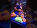 Meerwasser Aquarium 🪸