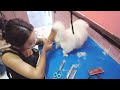 2024 Chó Phốc Sóc Mini 😍 Funny and Cute Pomeranian 😺🐶 | cute animals94