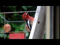 MUST WATCH - Crazy Woodpecker has lost his mind. Funny yet sad at the same time.