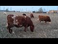 Pasture Raised Cows