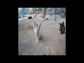 😆🙀 So Funny! Funniest Cats and Dogs 🤣🤣 Best Funny Animal Videos # 17