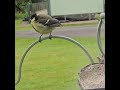 A great tit parent feeding their fledgling.