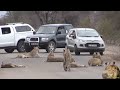 Largest Lion Pride Ever Blocking Road In Kruger Park