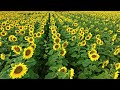 Poland 4K - Nature Relaxation Film with Peaceful Relaxing Music - 4K Video Ultra HD