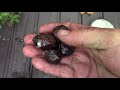 CLEANING GARNETS WITH ROCK TUMBLER