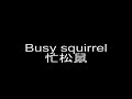 Busy Squirrel 忙松鼠