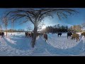 European Bison, Bryansk Forest Nature Reserve. 8K 360 video.