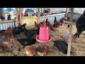 How to Care 1k Chickens 🐓 and Chicks 🐥 In Small Farm ! Chicken Farm 🐓🐓