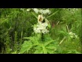 How To Identify Giant Hogweed