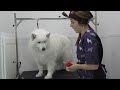 I didn't know my dog was WHITE! | Samoyed Dog