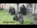 Gorilla sisters quarrel when keeper’s feeding at the door|Tayari,Iriki,D’jeeco金剛猩猩Iriki,Tayari門前餵食爭執