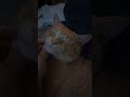 Wholesome moment with my cat Garfield ❤️