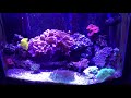 Reef Tank Update