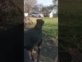 DOBERMAN HOWLING