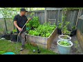 How much food can we grow in a year? – A whole season in our small backyard garden