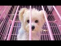 2024 Chó Phốc Sóc Mini 😍 Funny and Cute Pomeranian 😺🐶 | cute animals83