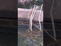 Chinesische Wollhandkrabbe in Süßwasser