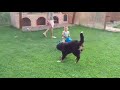Cățeluș vs. bebelus :) / Bernese mountain dog vs baby:)