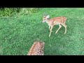 Beautiful Wh￼itetail Deer @ The Hillbilly Hoarder