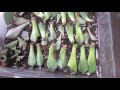 How To Propagate Succulents Like A BOSS!